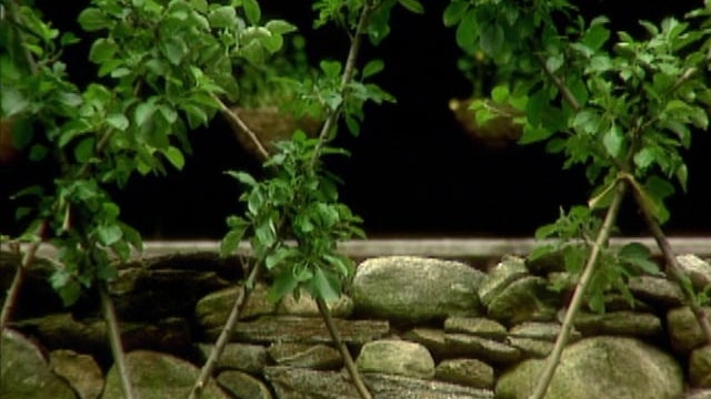 Belgian Fence Espalier; Boning Chicken; Chicken Stock