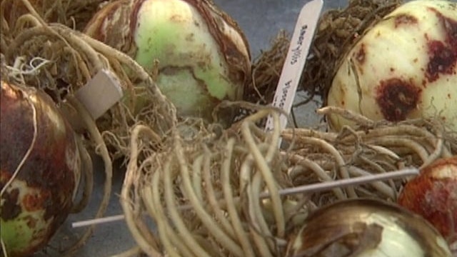 Forcing Bulbs; Book Covers; Fried Chicken