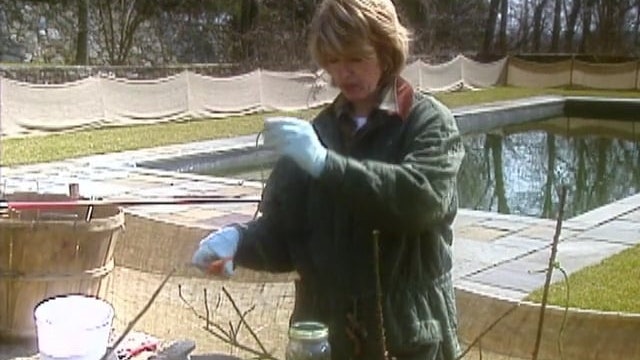 Spring Gardening: Clivia; Cleaning; Building a Cold Frame
