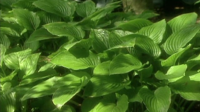 Quesadillas; Hostas; Painted Lampshade