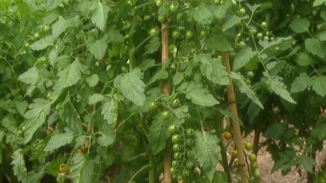 MSL Season 4 Episode 24V