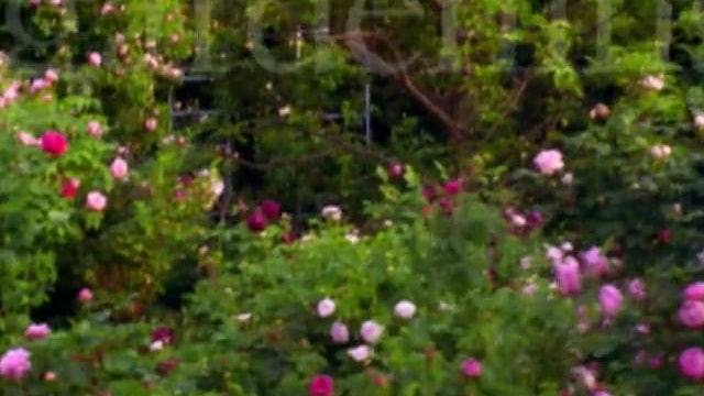 MSL Season 5 Episode 041V