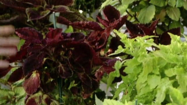 MSL Season 5 Episode 222V