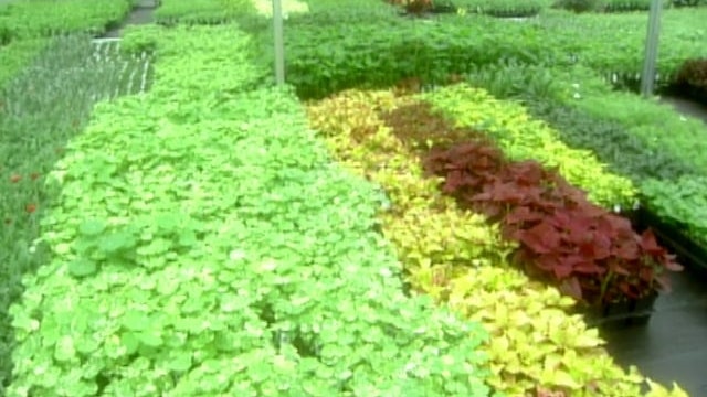 Nursery Tour (Field Trip): Greenhouse; Seasonal Container Planting