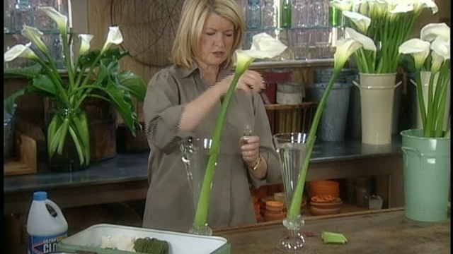 MSL Season 9 Episode 223V