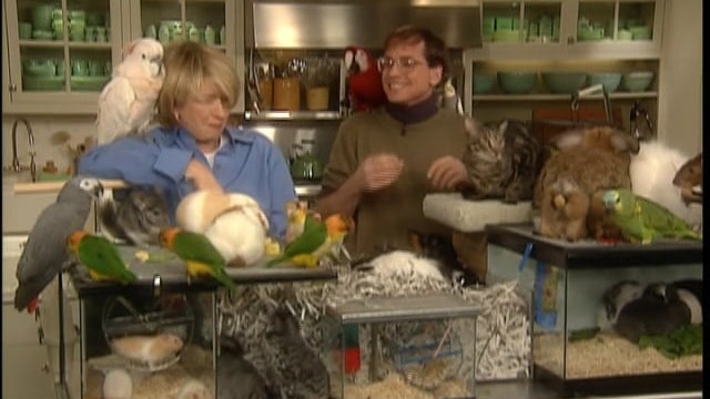 Blue Cheese Popovers; Brackets 101; Cat Breeds