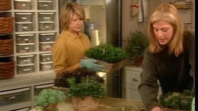 Chicken Gumbo; BBQ Shrimp; Cactus