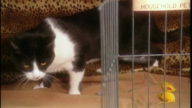 Cat Club Show (Field Trip); Peanut Butter and Jelly Bars