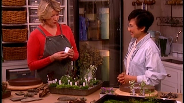 Cleaning Houseplants; Miniature Plant Gardening