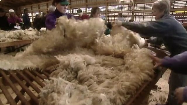Old Chatham Sheepherding Company (Field Trip)