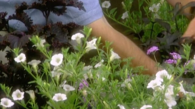 Window Boxes; Cookie of the Week: Meringue Daisies