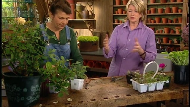 MSL Season 10 Episode 465V