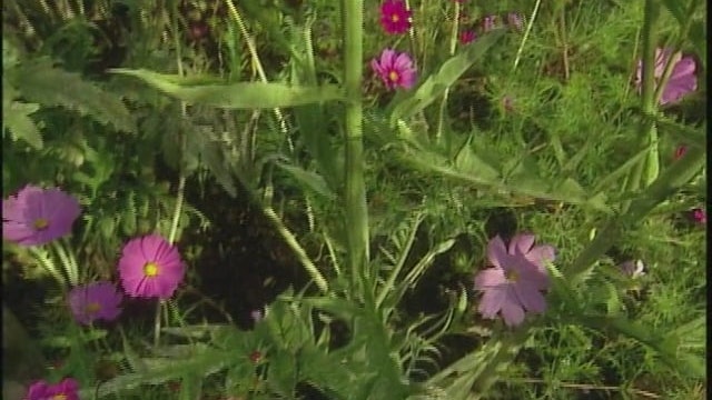 MSL Season 11 Episode 042V